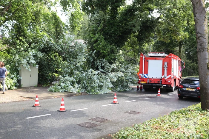 Boom ligt over wandelpad