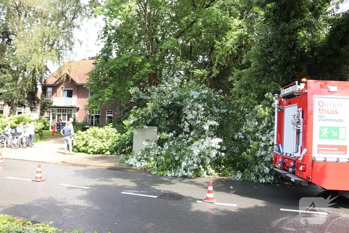 Boom ligt over wandelpad