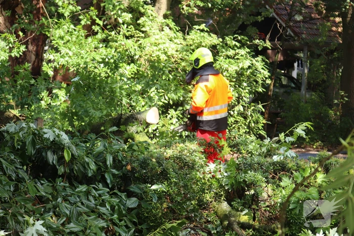 Boom ligt over wandelpad