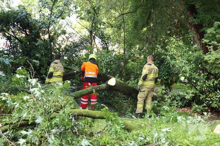 Boom ligt over wandelpad