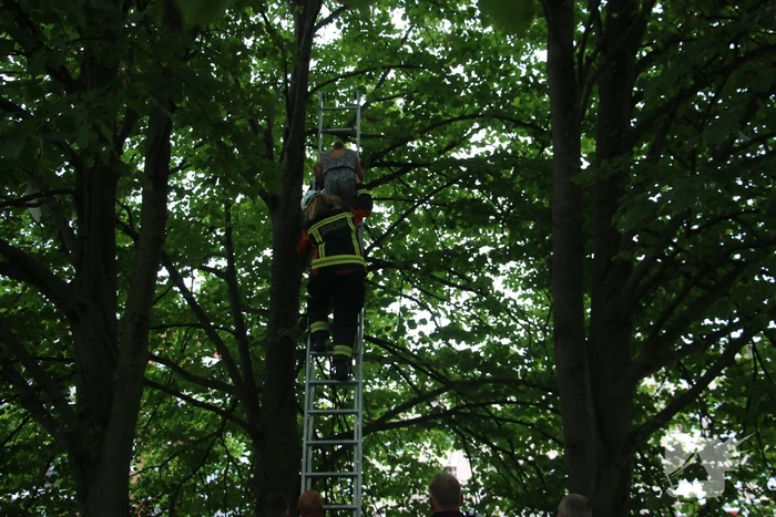 Brandweer bevrijdt meisje uit hoge boom
