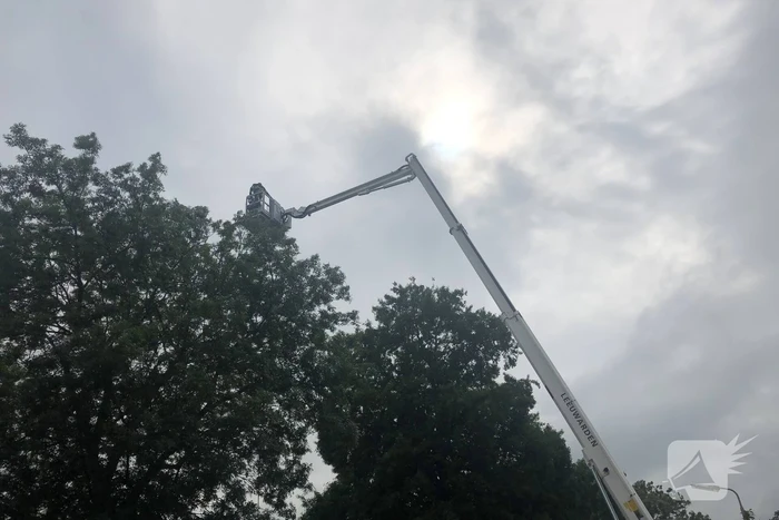 Papagaai met hoogwerker uit de boom gehaald