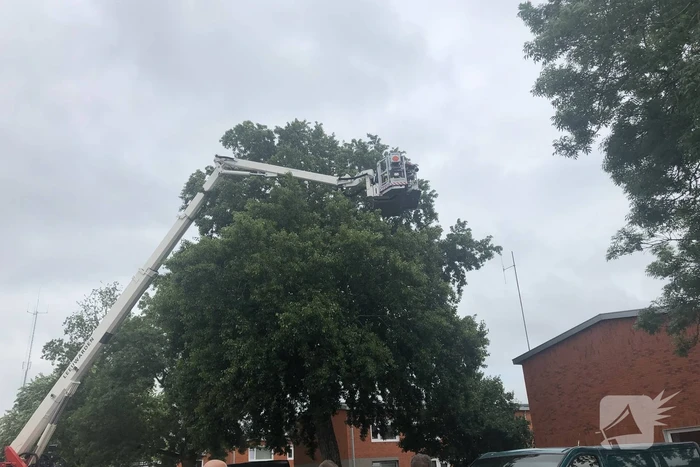 Papagaai met hoogwerker uit de boom gehaald