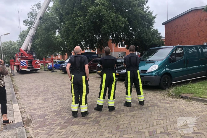 Papagaai met hoogwerker uit de boom gehaald