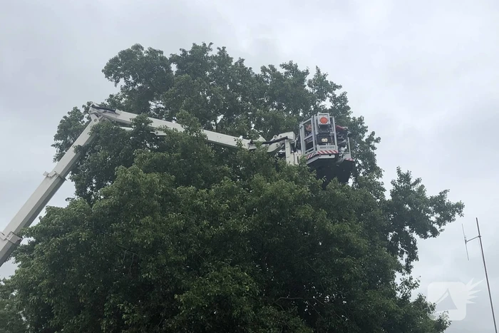 Papagaai met hoogwerker uit de boom gehaald