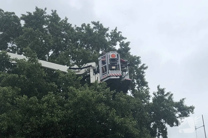 Papagaai met hoogwerker uit de boom gehaald