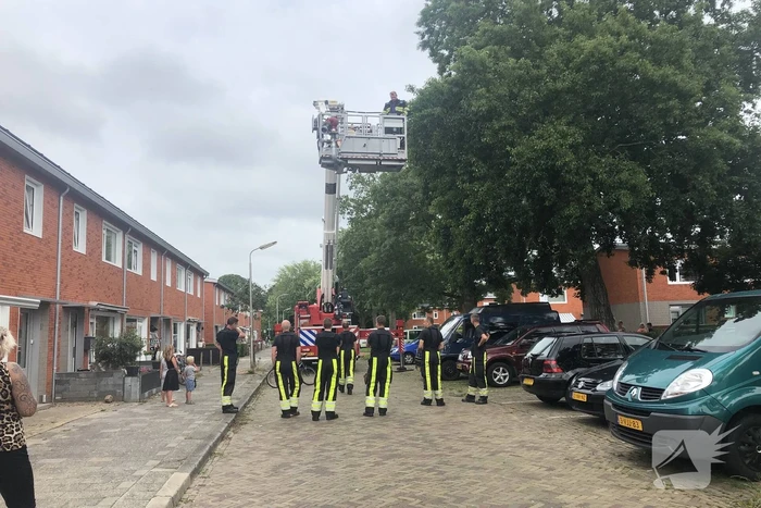 Papagaai met hoogwerker uit de boom gehaald