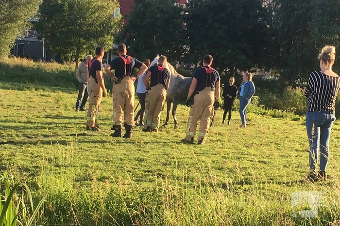 Paard belandt in sloot