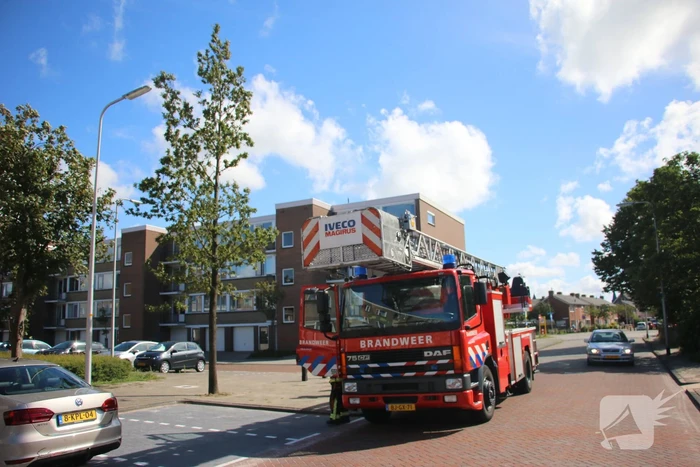 Papegaai uit boom gered