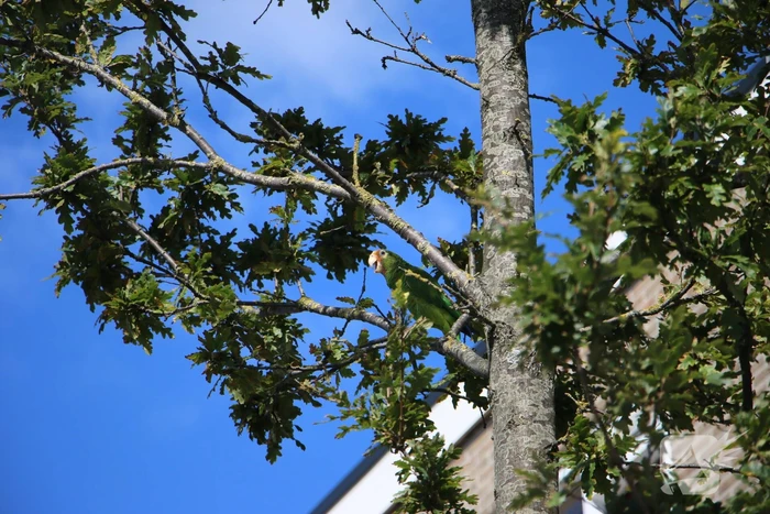 Papegaai uit boom gered