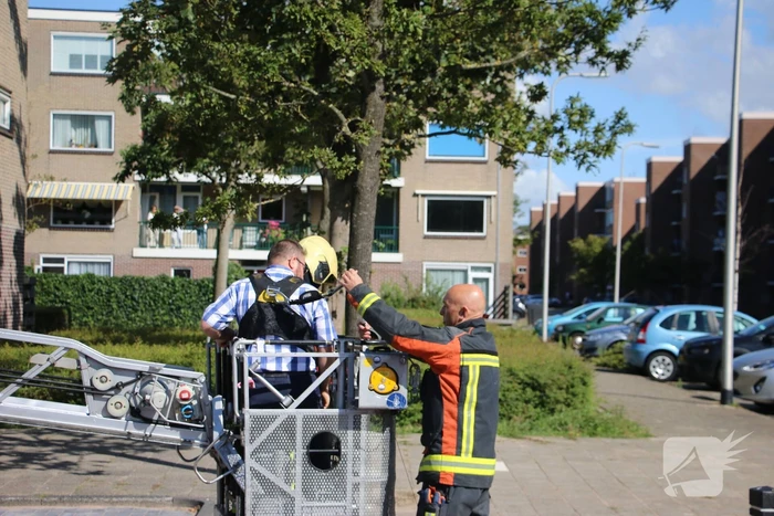 Papegaai uit boom gered