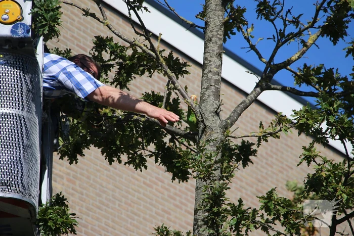 Papegaai uit boom gered