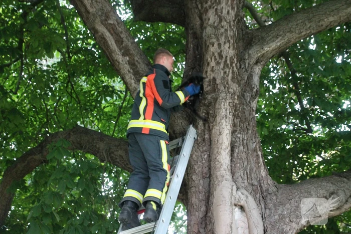 Kat uit boom gered