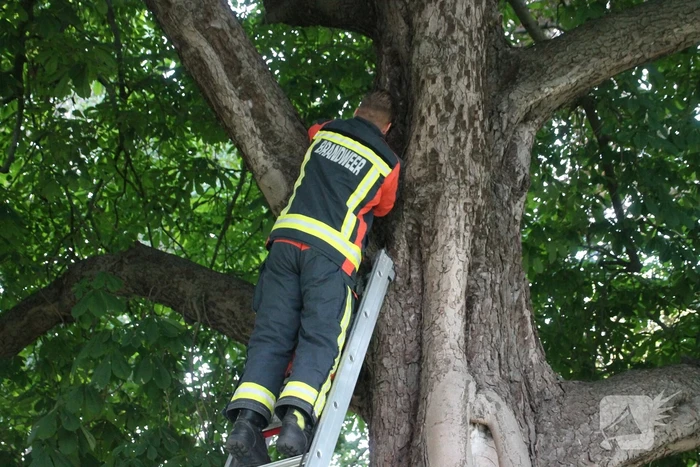 Kat uit boom gered