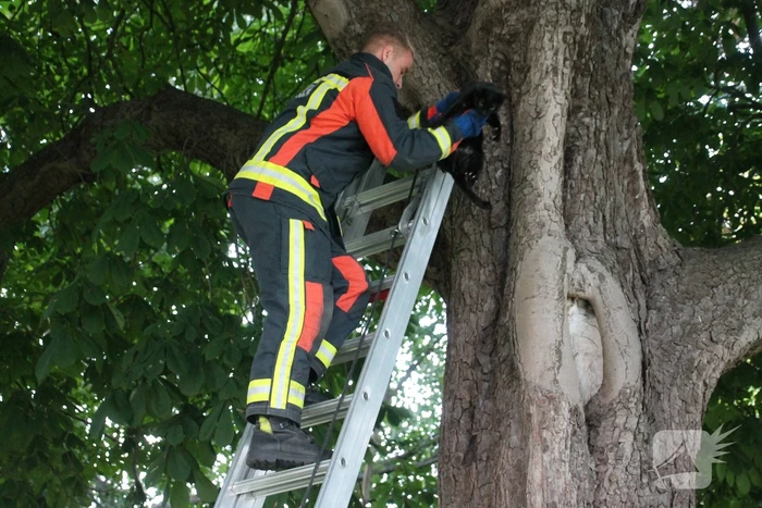 Kat uit boom gered