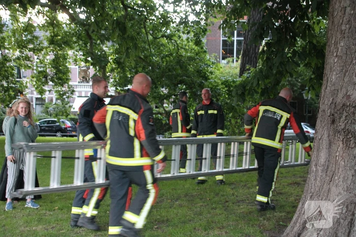 Kat uit boom gered