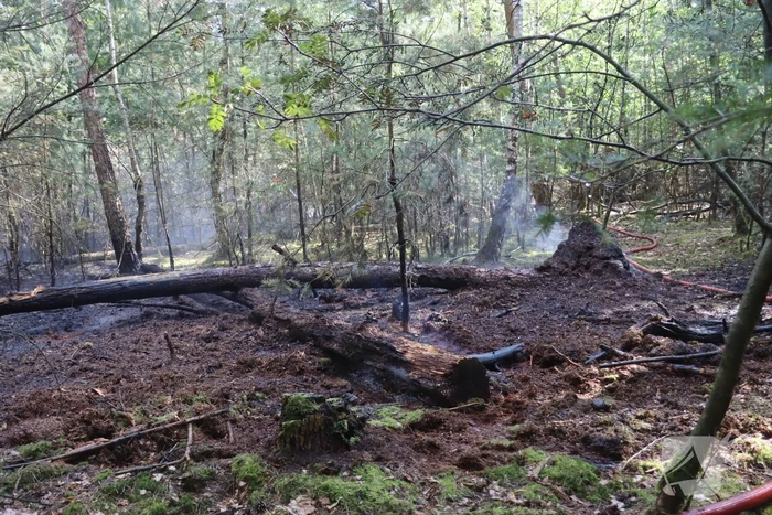 Flink stuk bos in brand