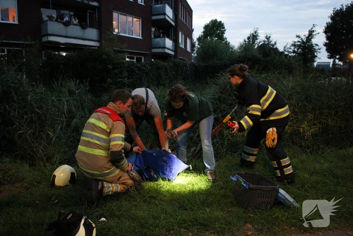 Brandweer bevrijd vastzittende jonge zwaan