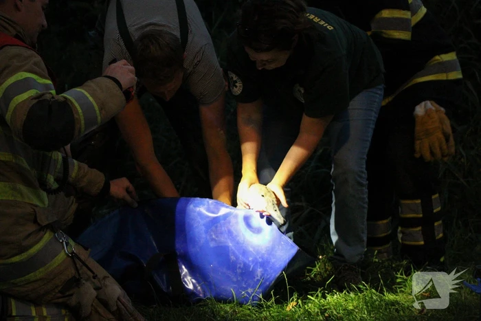 Brandweer bevrijd vastzittende jonge zwaan