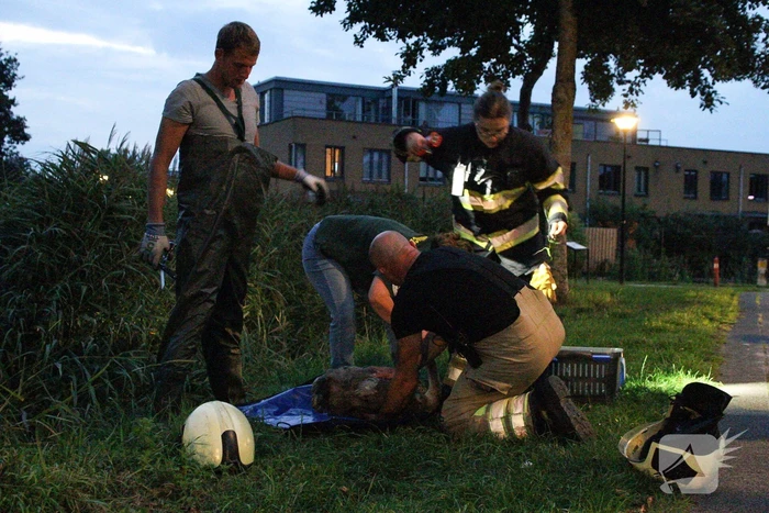 Brandweer bevrijd vastzittende jonge zwaan