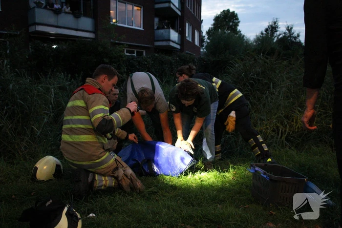 Brandweer bevrijd vastzittende jonge zwaan