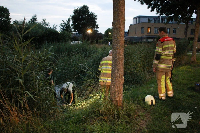 Brandweer bevrijd vastzittende jonge zwaan