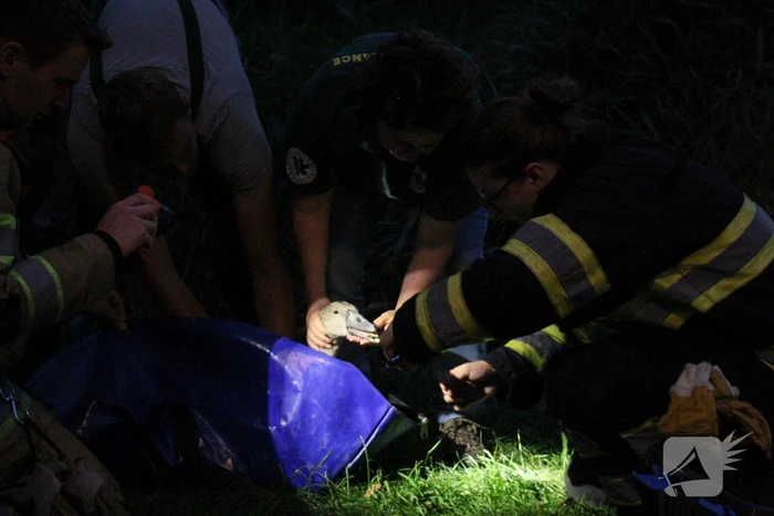 Brandweer bevrijd vastzittende jonge zwaan