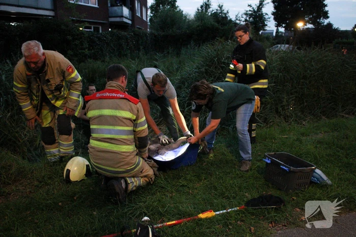 Brandweer bevrijd vastzittende jonge zwaan