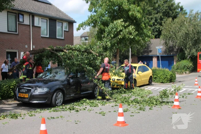 Auto beschadigd nadat tak afbreekt