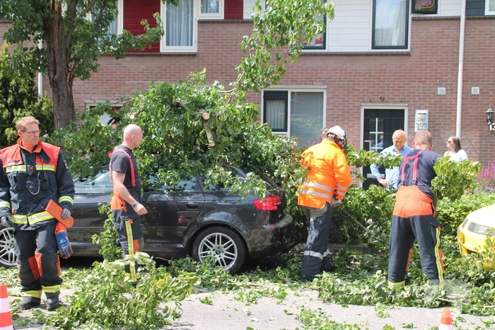 Auto beschadigd nadat tak afbreekt