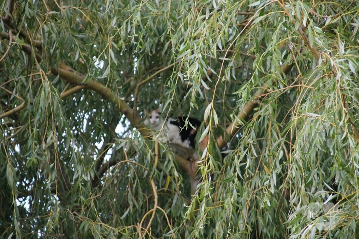 Brandweer redt kat uit boom