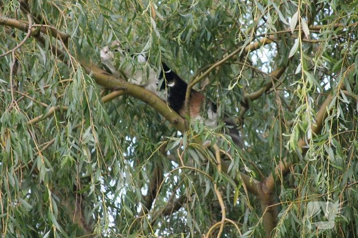 Brandweer redt kat uit boom