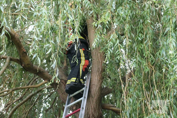 Brandweer redt kat uit boom