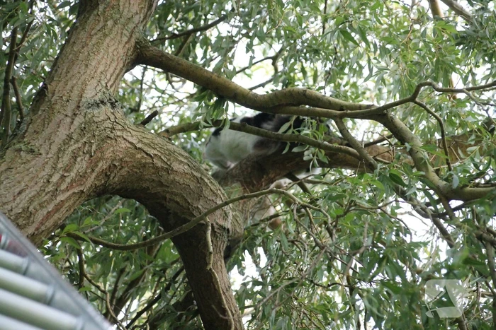 Brandweer redt kat uit boom