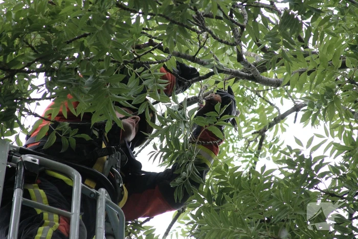 Vastzittende vogel door brandweer uit boom bevrijdt