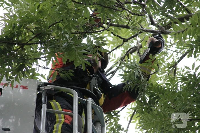 Vastzittende vogel door brandweer uit boom bevrijdt