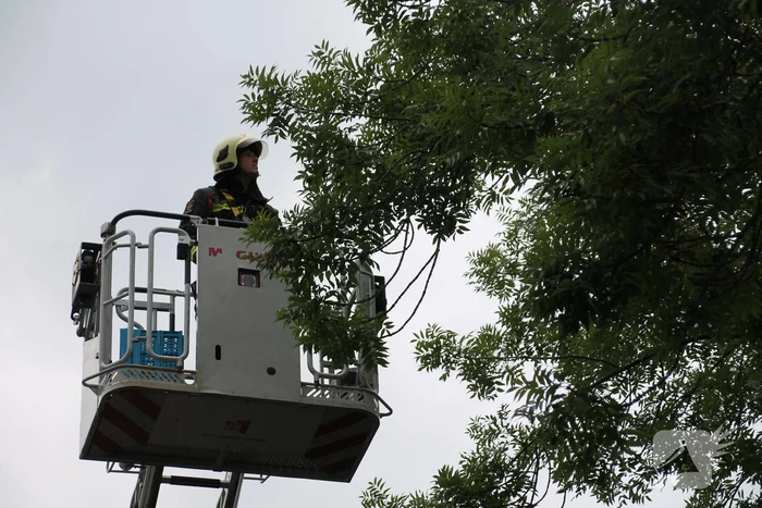 Vastzittende vogel door brandweer uit boom bevrijdt