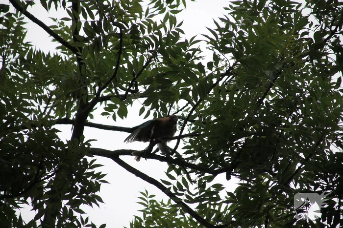 Vastzittende vogel door brandweer uit boom bevrijdt