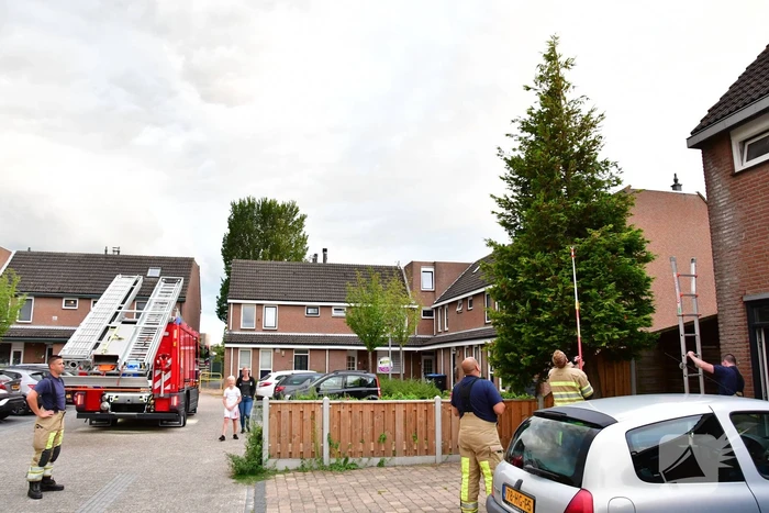 Kitten Batman door brandweer uit boom gered