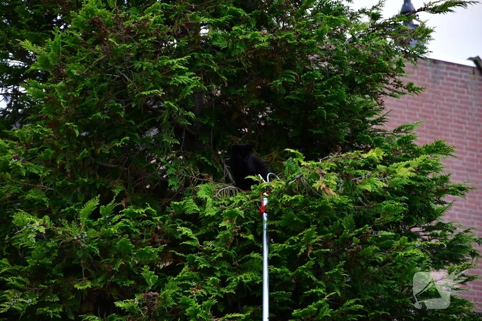 Kitten Batman door brandweer uit boom gered