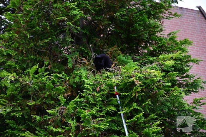 Kitten Batman door brandweer uit boom gered