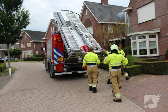 Kat springt uit de boom bij reddingsactie