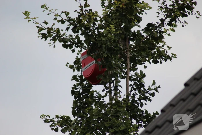 Kat springt uit de boom bij reddingsactie