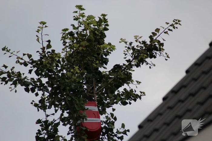 Kat springt uit de boom bij reddingsactie