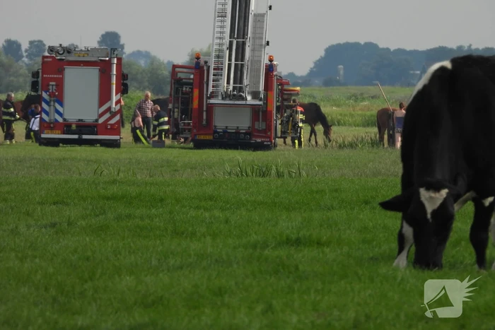 Paard raakt te water