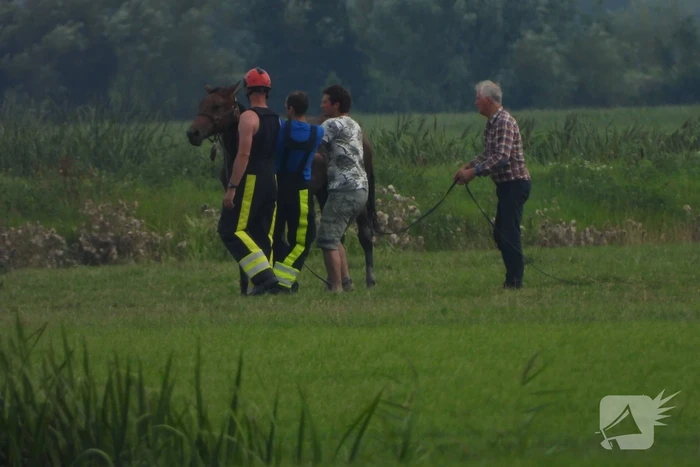 Paard raakt te water