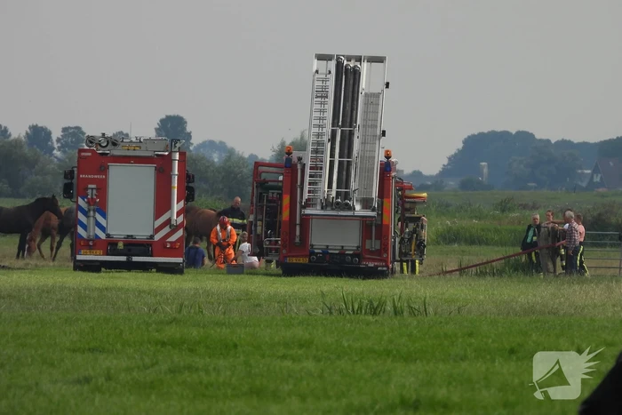 Paard raakt te water