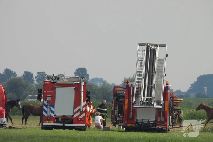 Paard raakt te water