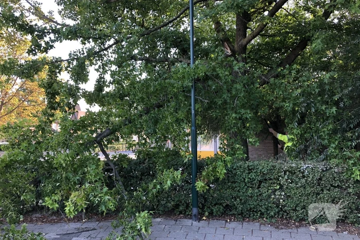 Enorme tak flinke boom breekt af