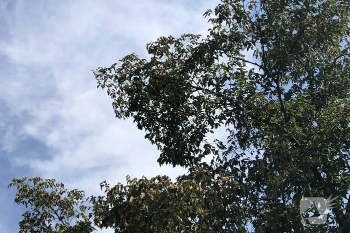 Kat gewond nadat deze uit boom werd gespoten